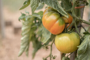 tomates maduros de la tomatera de un huerto ecológico