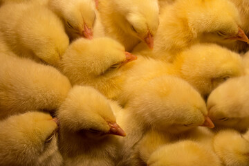 close up of yellow chicken