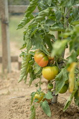 tomates maduros de la tomatera de un huerto ecológico