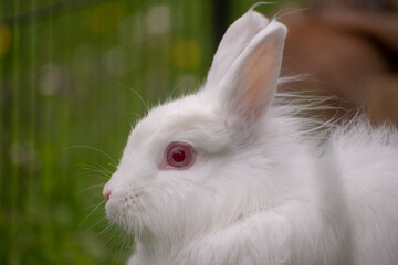 white rabbit in the grass