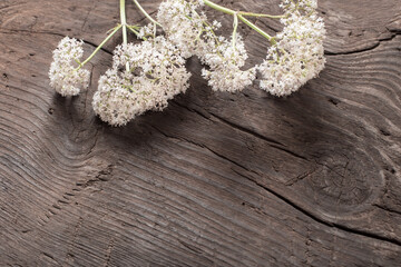 valeriana officinalis on old dark wooden background
