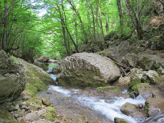 A picturesque panorama of a mountain river flowing along the bottom of the canyon surrounded by stones covered with moss, green trees growing on the steep slopes of the gorge. Beautiful wildlife