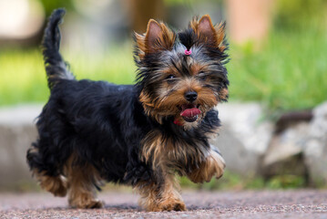 Yorkshire Terrier puppy runs outdoors