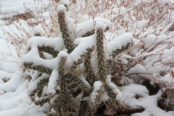 Cactus with a covering of snow