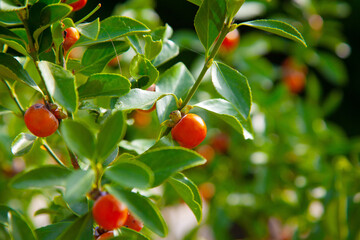 Red berries on the green branches of a tree