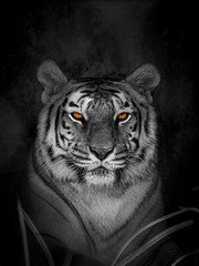 portrait of a tiger in black and white