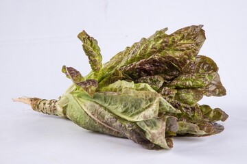 Lechuga, Lettuce
