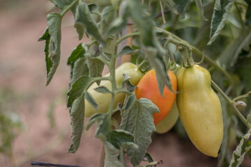 tomate de pera de un huerto ecolçogico