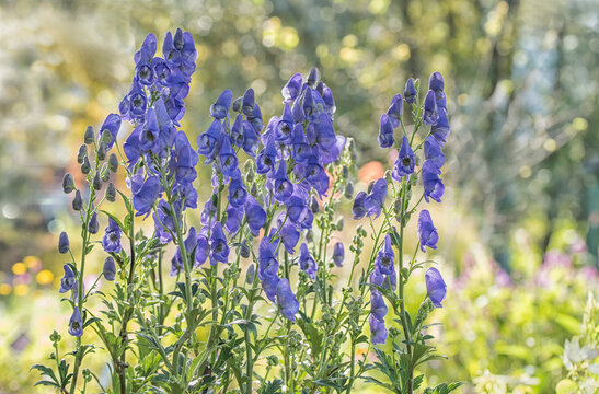 Showy blue Aconitum napellus or Aconite flowers in the garden