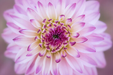 Obraz premium Pink and purple Dahlia flower macro. Dahlia flower petals.
