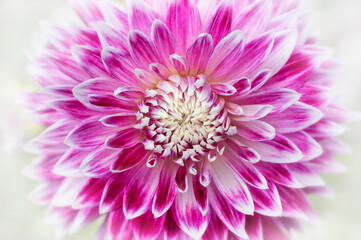 Full frame macro of pink and white Dahlia flower