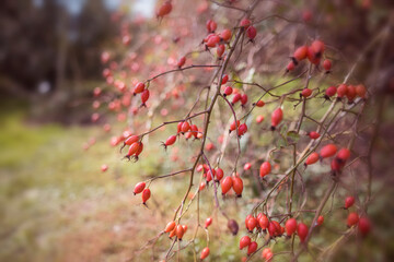 Branch of the red autumn rosehip berries 