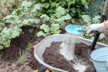 Fertilizing broccoli plants. A gardener mixes humus-rich compost soil with mineral primary rock...