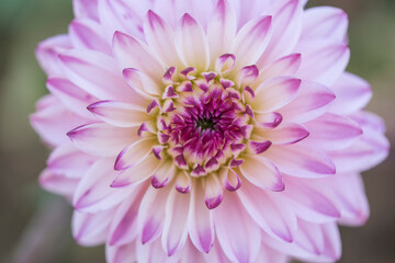 Light pink Dahlia flower macro 