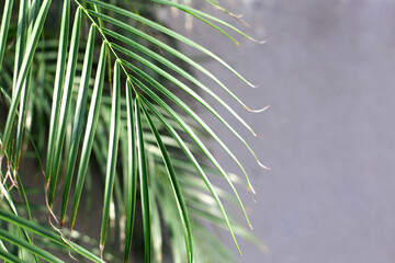 Tropical Palm Green leaves for nature pattern and background