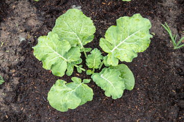 Broccoli growing. Close-up of a single young organic broccoli with water drops on leaves on vegetable garden. Concept of healthy food, diet, self-supply and organic gardening. Top view.