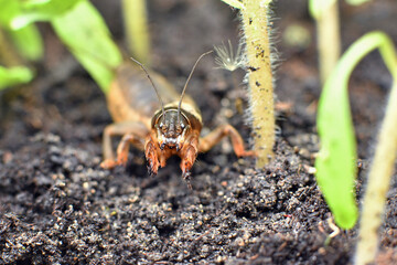 Frontal close-up of adult mole cricket amongst young tomato plants