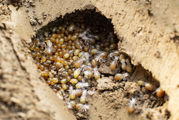 Mole cricket nest in the soil with eggs and hatched nymphs