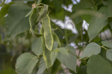 Garrofón de un huerto ecológico