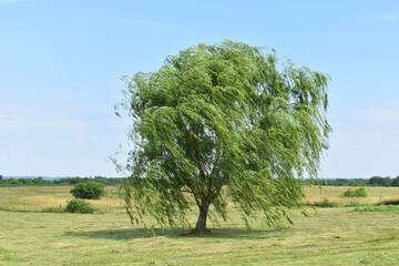 Weeping Willow Tree in a Field © Steve