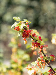 Cranberries growing in spring