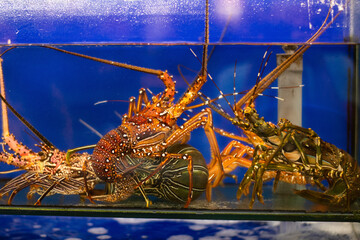 Raw Seafood preserved in a water bucket for customers in a fancy restaurant during the vacation in Bali