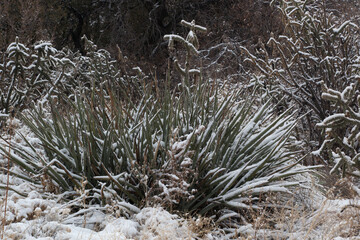 Cactus with a covering of snow