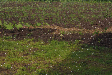 hail ice balls on grass in a vegetable garden..