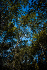 trees in autumn with blue sky
