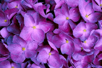 Fotobehang Hydrangea Close up of a purple hydrangea flowers.  © Swetlana Wall