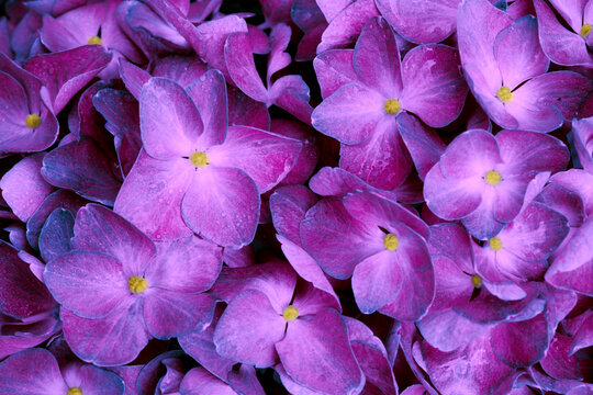 Close up of a purple hydrangea flowers.