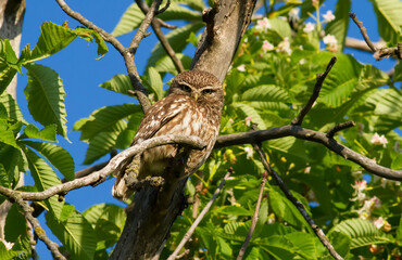 Little owl, athene noctua. Adult bird sits on a branch and looks into the lens