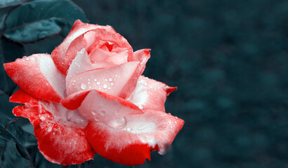 Bright red Hybrid Rose Isolated on blue background.