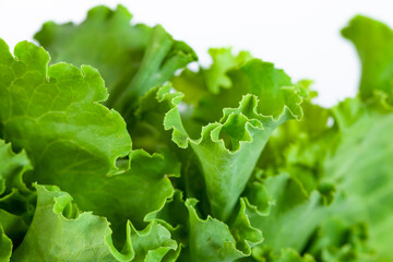 fresh lettuce green salad leaves close-up, vegetable