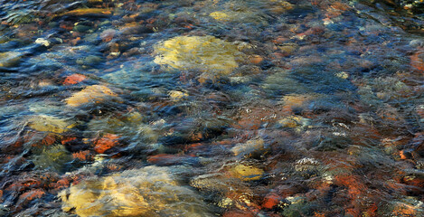 Fototapeta na wymiar Coloured pebbles underwater Georgian Bay Ontario Canada