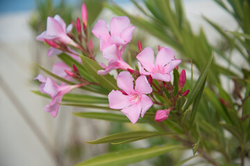 Oleander flower close-up. Postcard, background, texture. Delicate pink color.