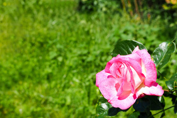 rosebud on the background of green grass in the garden on a summer day side view . pink flower and...