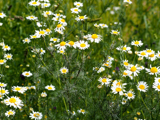 many small white buds with yellow centers of daisies in a field in summer on a background of green grass . medicinal flowers