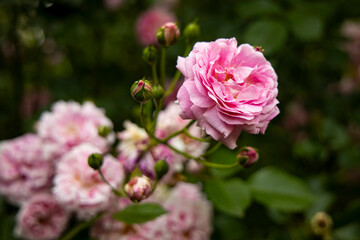 Róża w różanym ogrodzie - obrazy, fototapety, plakaty