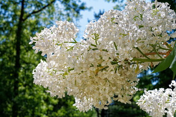 Close-up view of lilac flowers
