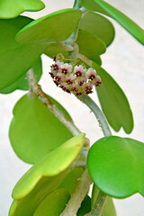 Obraz premium Flowering hoya kerrii close-up