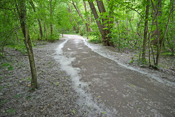 The poplar fluff lies on the path of the park. June