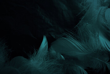 Beautiful abstract white and blue feathers on black background and soft white feather texture on...