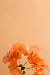 Romantic orange flower with light peach cream color wall. vertical