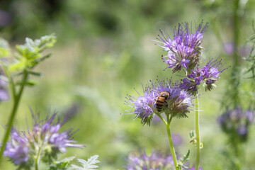Blooming Lacy Phacelia Tanacetifolia with honey bee. Bee on Phacelia