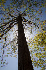 Tree against the sky