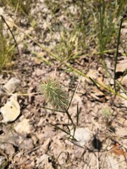Fleur trèfle à feuille étroite 