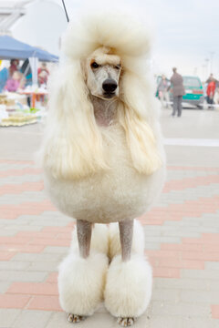 Dog breed White Standard Poodle in Continental clip