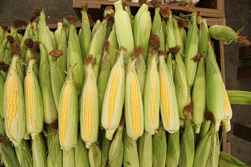 Corns in the grocery shop, top view
