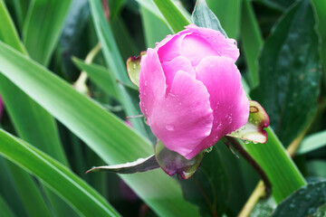 Fototapeta premium Flower of a peony with water drops after rain